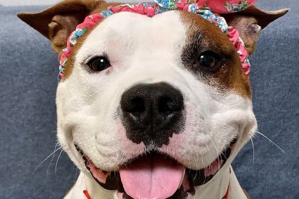 5 Reasons to Love the American Staffordshire Terrier