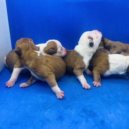 Puppy Calima & Spartac 05.04.2023