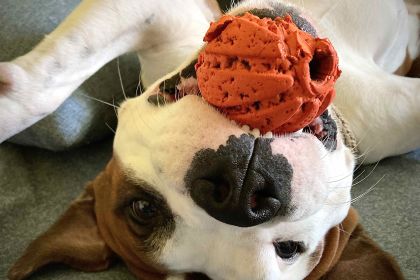 Types of Dog Motivation: A Scientific Overview for Owners