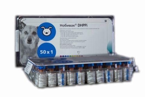 Как прививать щенка американского стаффордширского терьера?