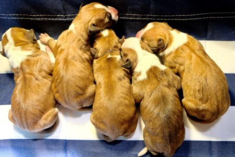 Meet the litter "E"