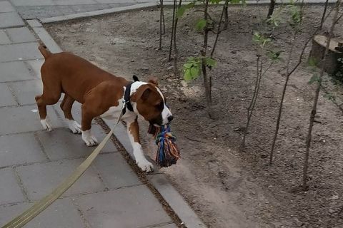 Как приучить к поводку щенка американского стаффордширского терьера