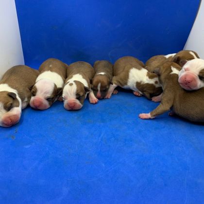 We've got puppies!