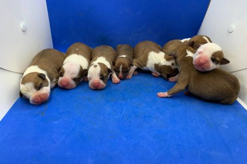 We've got puppies!