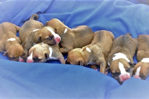 We have puppies!