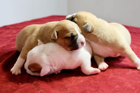 We have puppies letter "V"