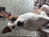 Ми купили Дакоту і не можемо передати які ми в захваті це наша як друга дитинка просто обожнюємо її. Вона неймовірно класна ❤️❤️❤️
