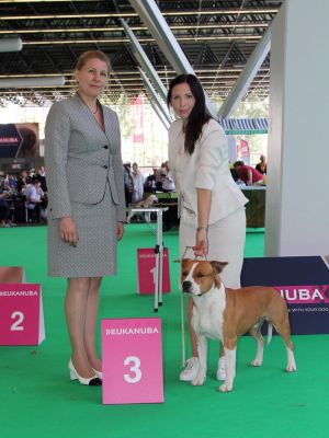 Ibero Spartacus