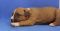 Щенок № 88 Zane Strider in Diversity