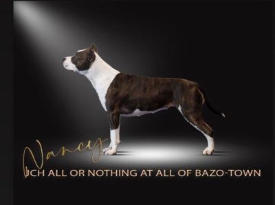 All Or Nothing At All Of Bazo-Town