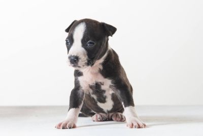 Щенок № 148 Charming Jeanna Strider in Diversity
