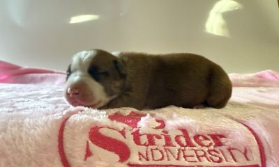 Щенок № 153 Diva Mira Strider in Diversity