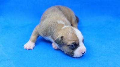 Dolce Strider in Diversity