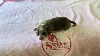 Dolce Strider in Diversity