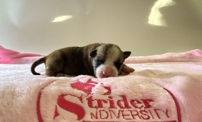 Dolce Strider in Diversity