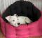 Щенок № 112 Yao Strider in Diversity