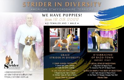Щенок № 59 Asiya Strider in Diversity