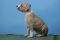 Щенок №96 Jeffrey Strider in Diversity