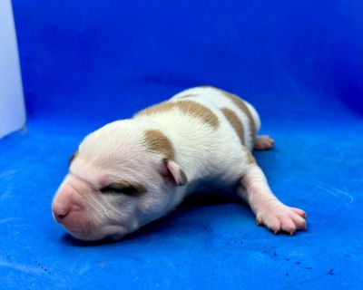 Щенок № 124 Ivor Strider in Diversity