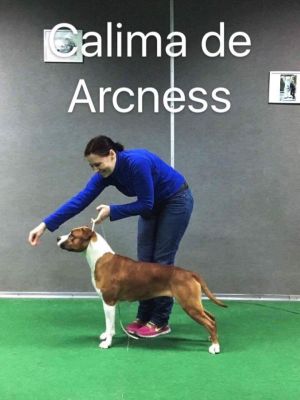 Calima De Arcness