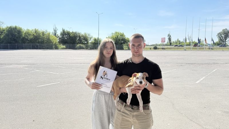Щенок № 173 Hijacker Strider in Diversity