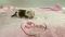 Щенок № 152 Dakota Strider in Diversity