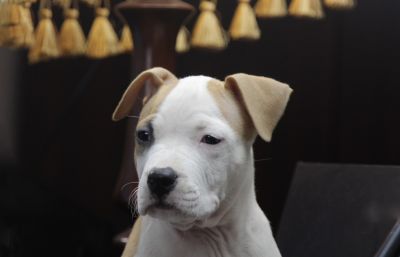 Щенок № 105 Francisco Strider in Diversity