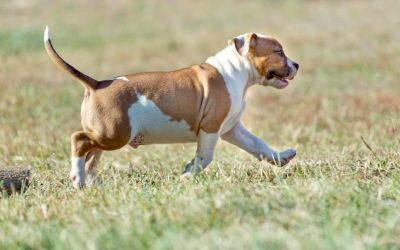 Bathurst Strider in Diversity