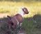 Bathurst Strider in Diversity