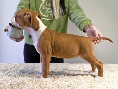 Щенок № 41 Ophelia Strider in Diversity