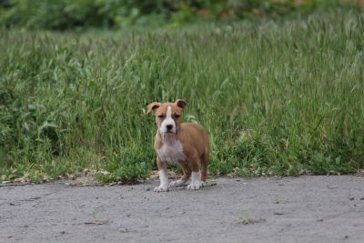 Щенок №115 Keysana Strider in Diversity