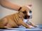 Щенок № 62 Preston Strider in Diversity
