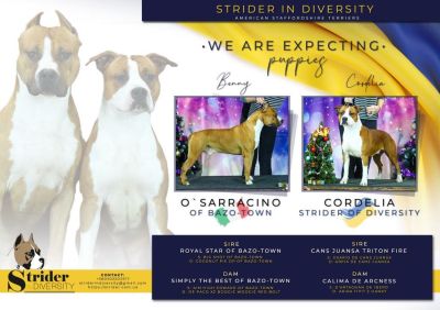 Щенок № 45 Hubert Strider in Diversity