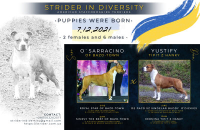 Щенок № 54 Rihanna Strider in Diversity