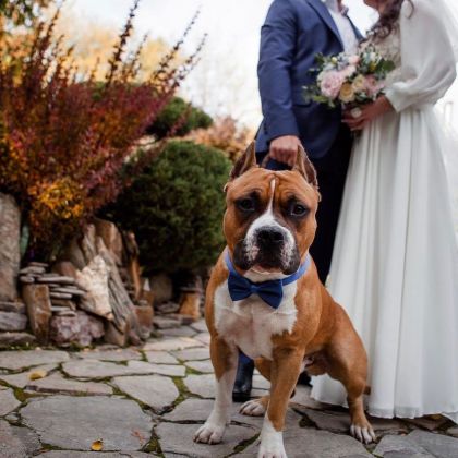 I love staffordshire terriers