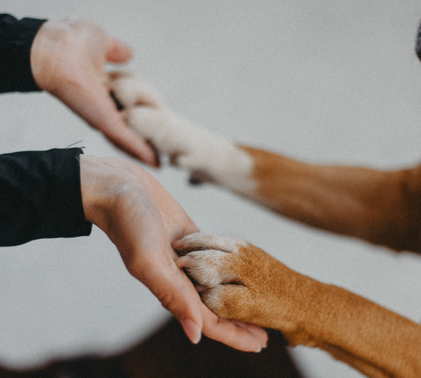 Two female hands holding two paws of an Amstaff