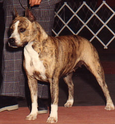 SINDELAR'S HEIDE HO
