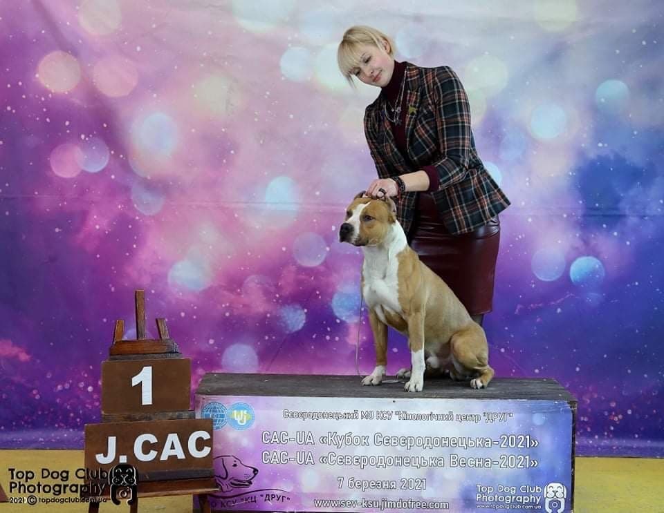 Амстафф на прогулке
